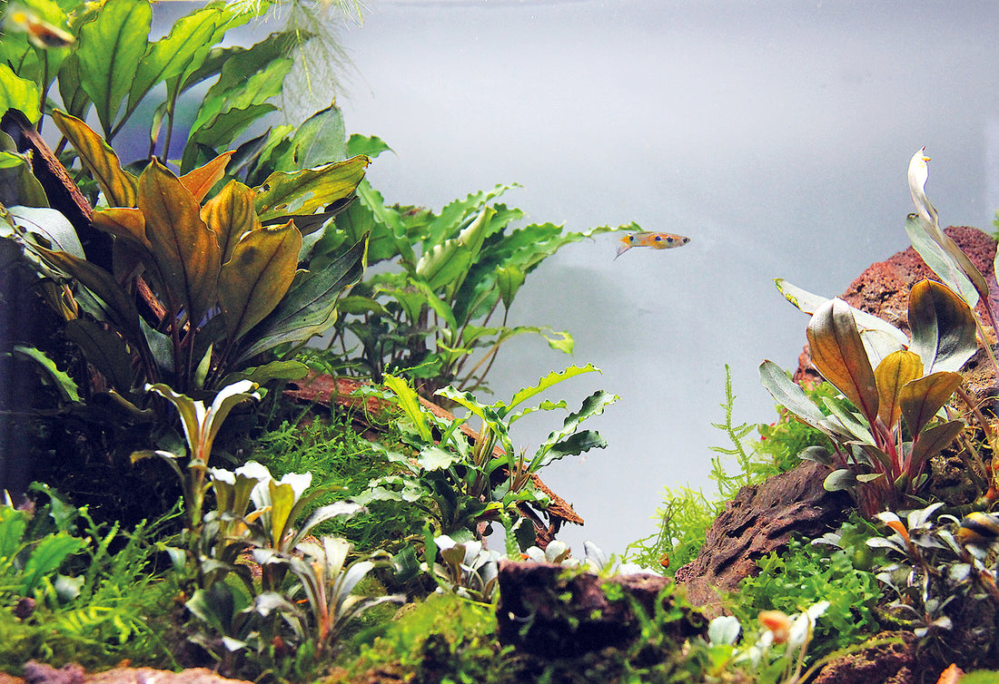 Bucephalandra sp.