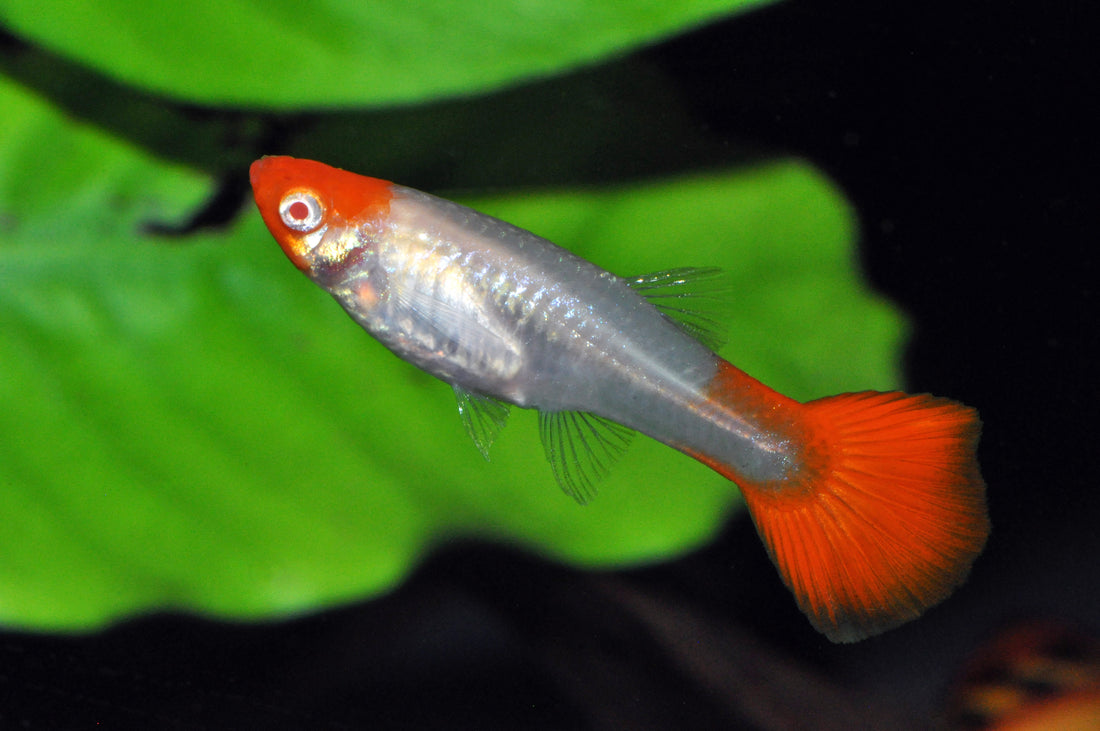 Koi-Kohaku-Guppy