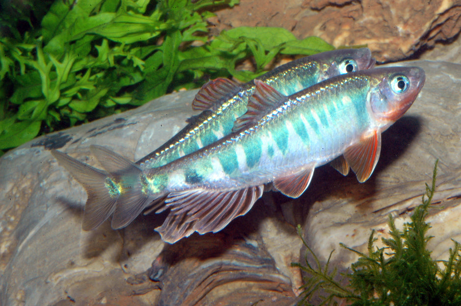 Drachenfisch