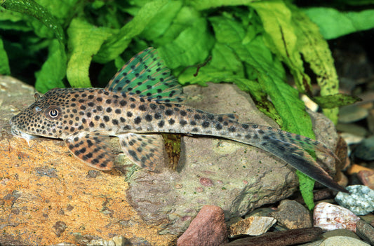 Rotflossen-Leopardschilderwels