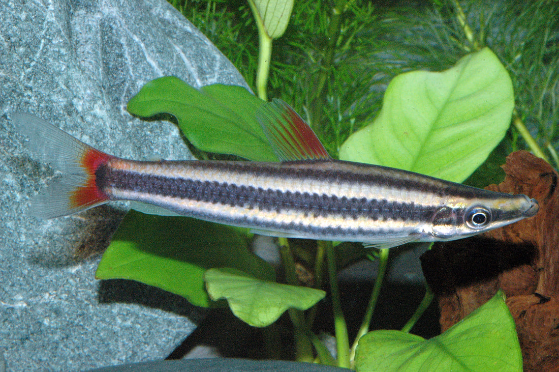Prachtkopfsteher