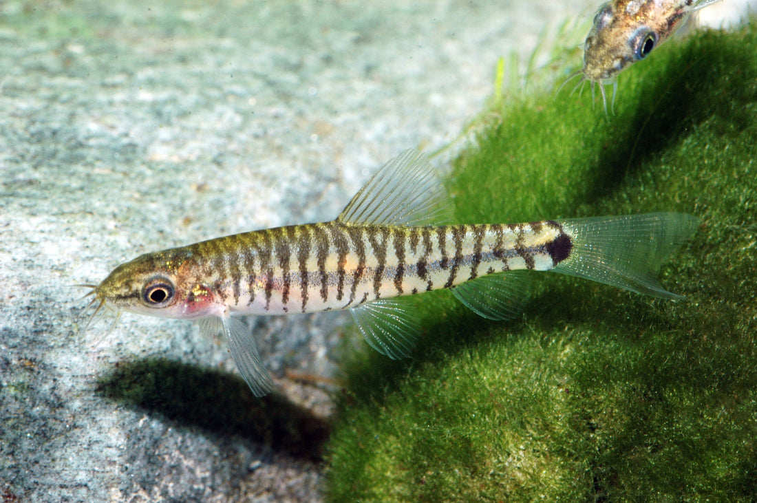Tiger-Zwergschmerle