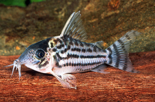 Corydoras spec. aff. ornatus (C 141)