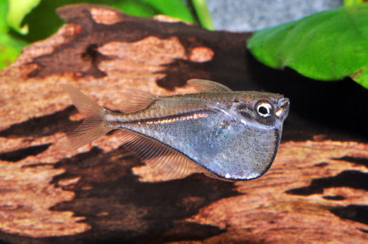 Scherers Zwergbeilbauchfisch