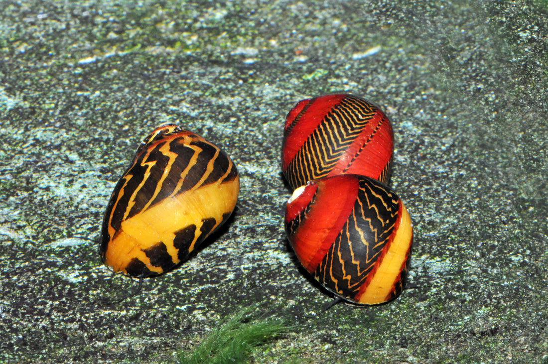 Rote Rennschnecke