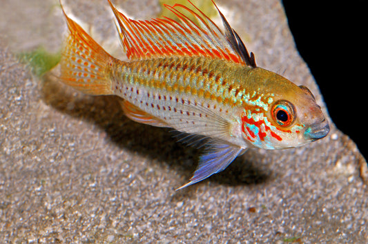 Barbarossa-Zwergbuntbarsch