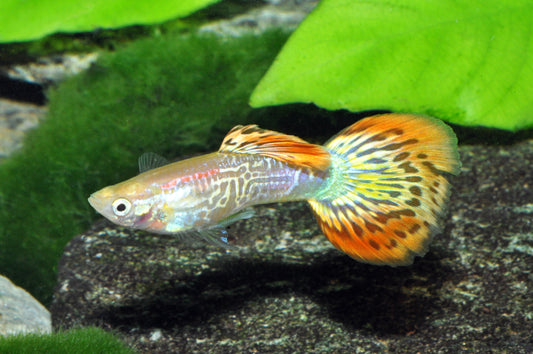 Cobra-Ananas-Guppy