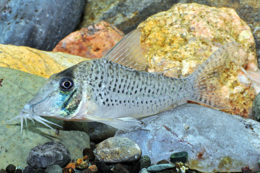 Corydoras aff. sychri (C 53)