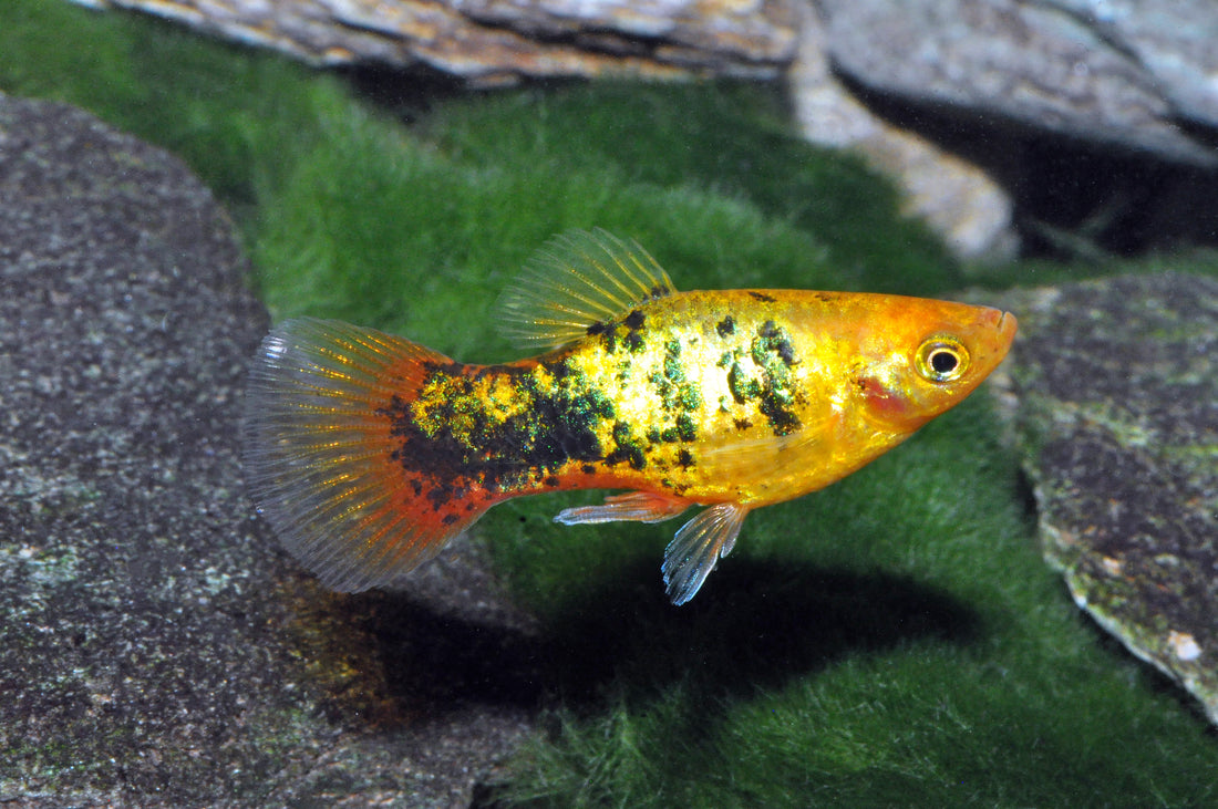 Gold-Metallic-Calico-Platy