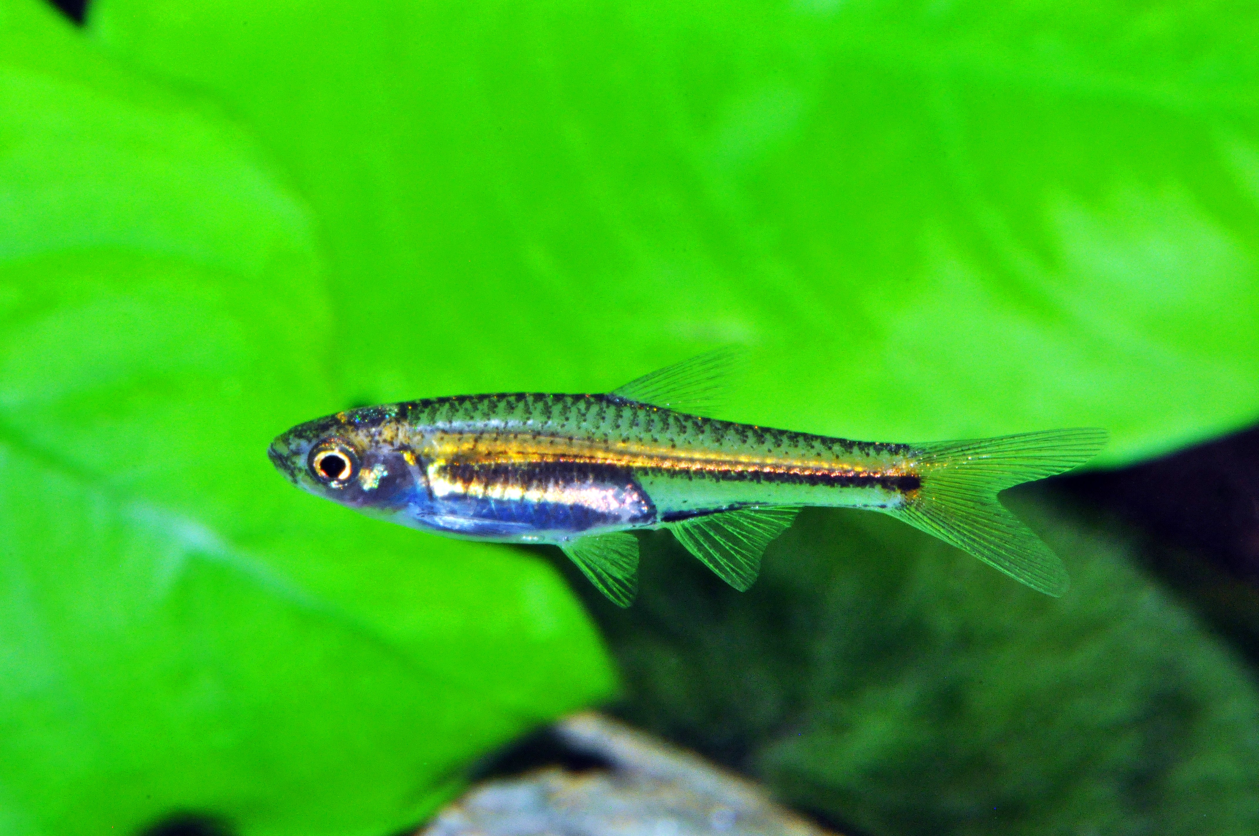 Hubbs‘ Rasbora – Dähne Aquaristik
