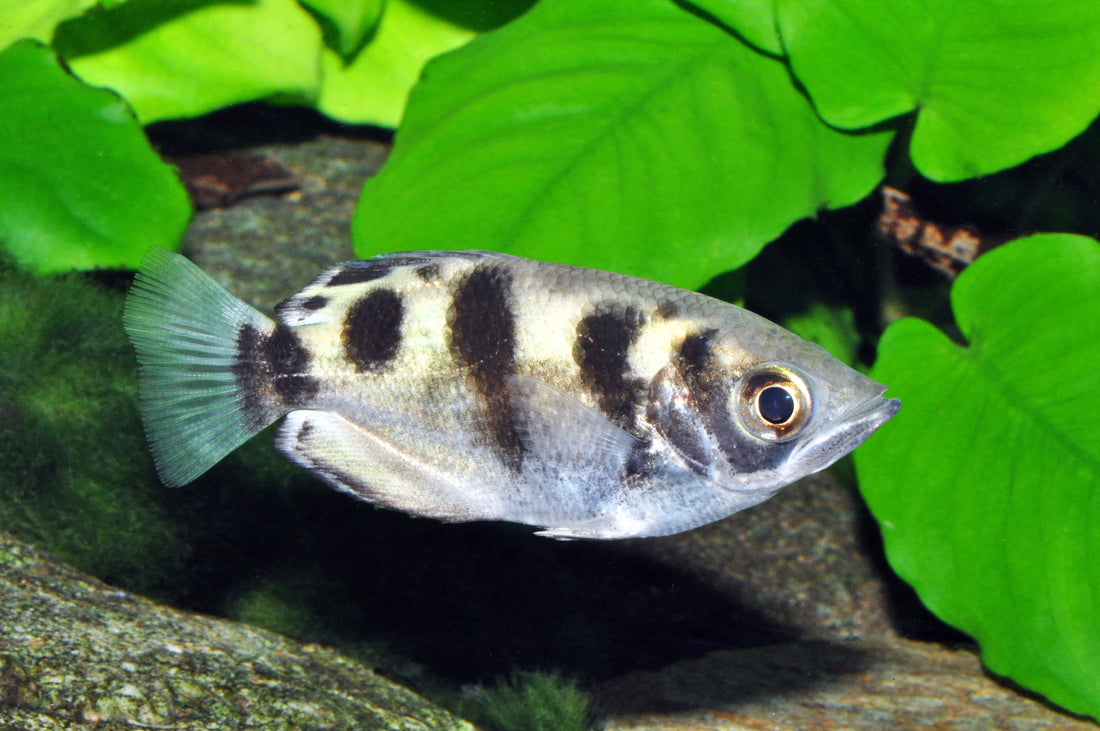 Mekong-Schützenfisch