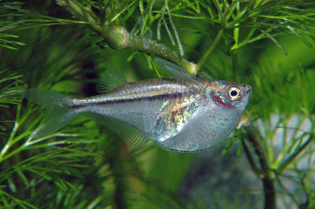 Zwerg-Glasbeilbauchfisch
