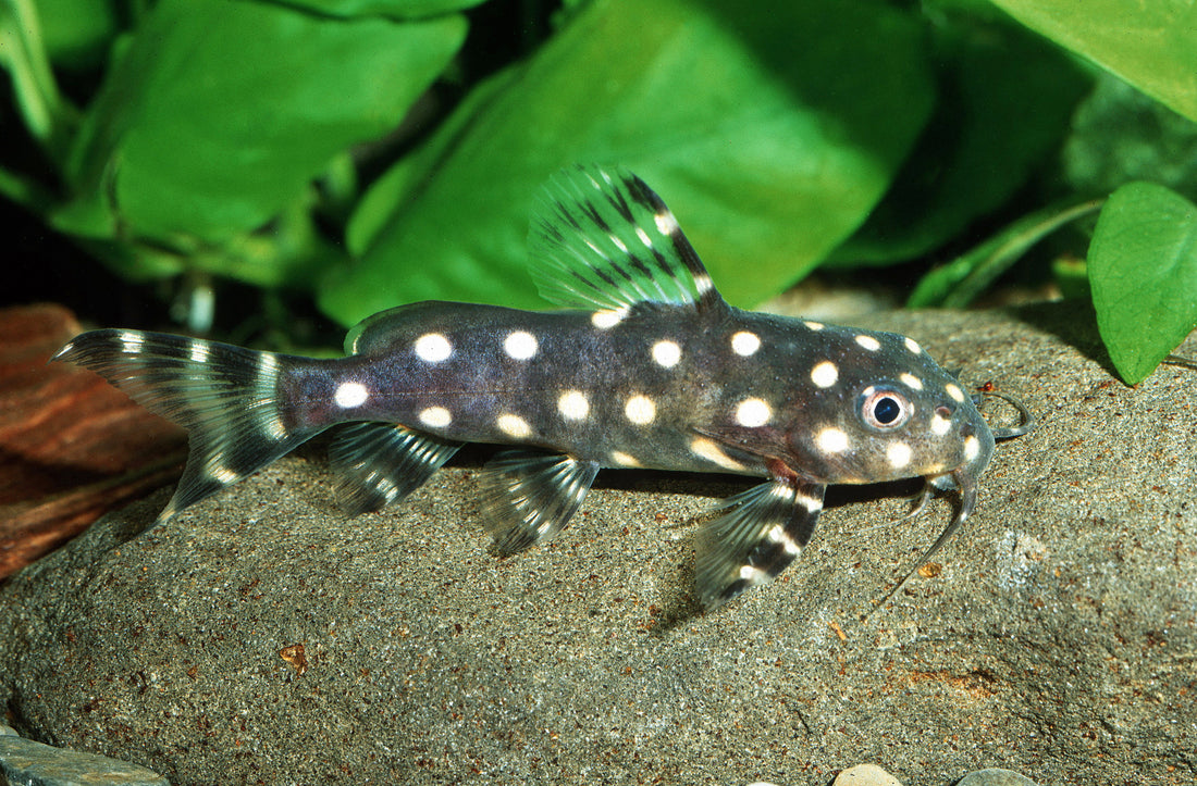 Perlhuhn-Fiederbartwels – Dähne Aquaristik Perlhuhn-Fiederbartwels – Dähne Aquaristik