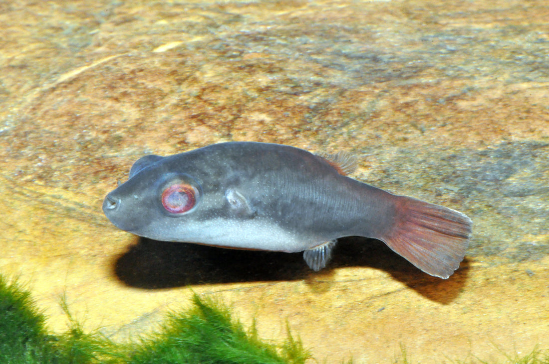Rotschwanz-Kammkugelfisch