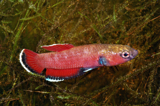 Schlangenkopf-Kampffisch