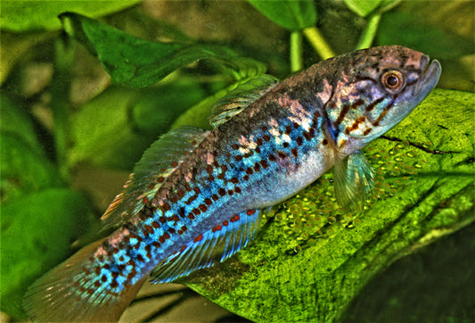 Moresby-Tüpfelgrundel