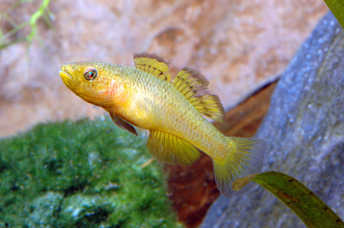 Gelbe Königsgrundel
