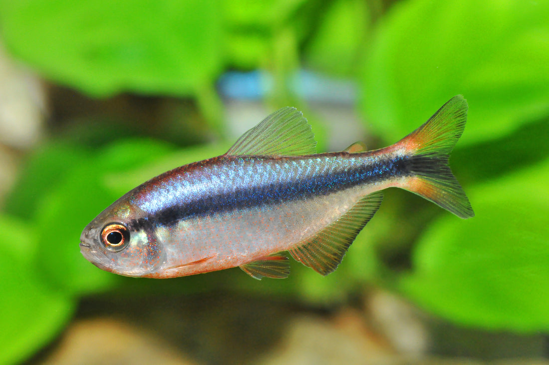 Blauer Tapajós-Salmler