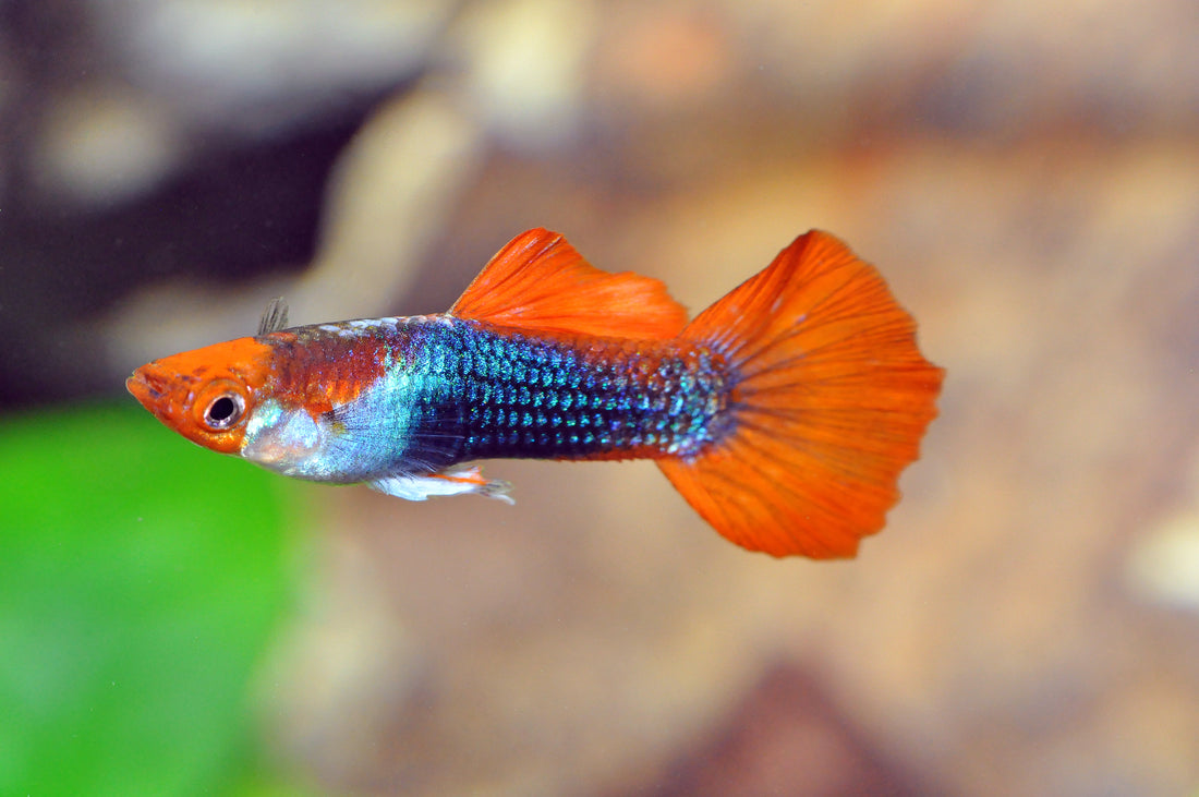 Tuxedo-Koi-Guppy