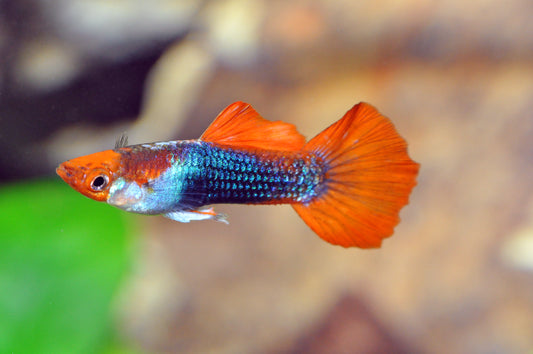 Tuxedo-Koi-Guppy