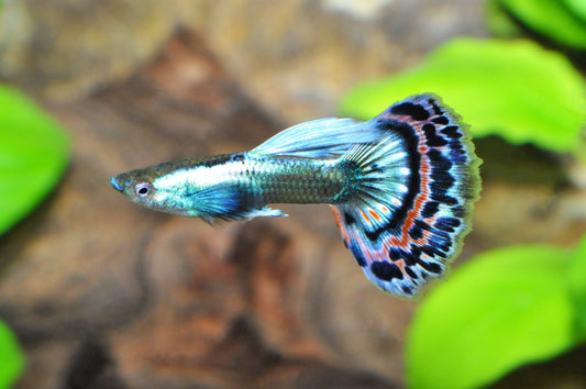 Metallicblauer Guppy