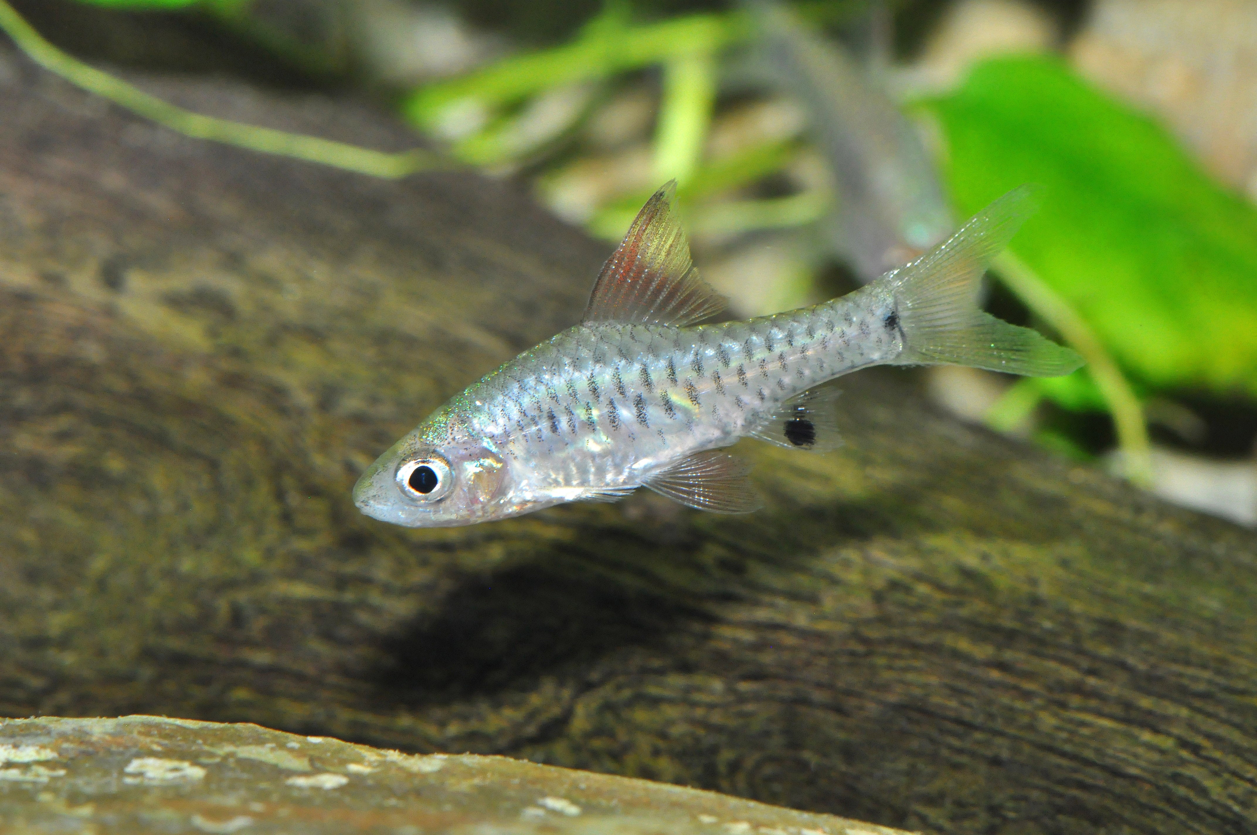 Parvus Kleine Segelflossenbarbe – Dähne Aquaristik
