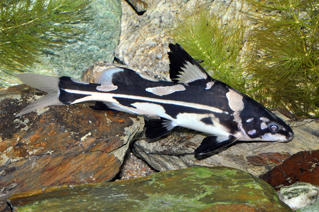 Harlekin-Stachelwels