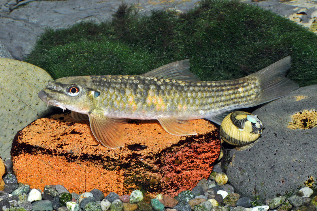 Goldschuppen-Saugbarbe