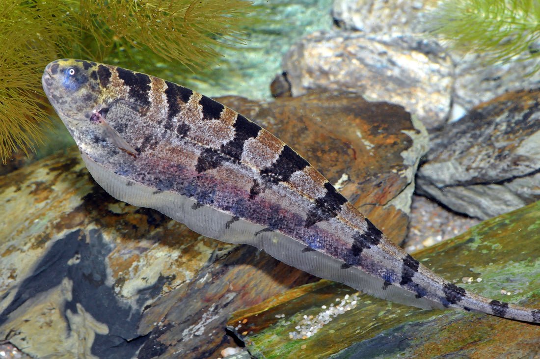Gebänderter Messerfisch