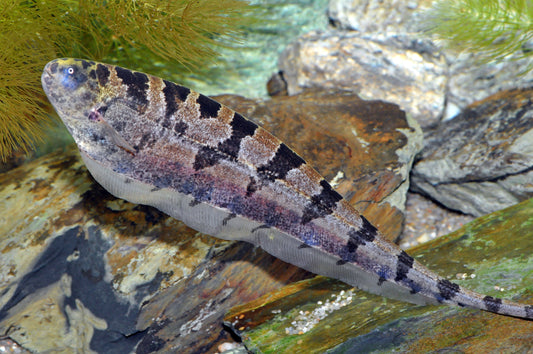 Gebänderter Messerfisch