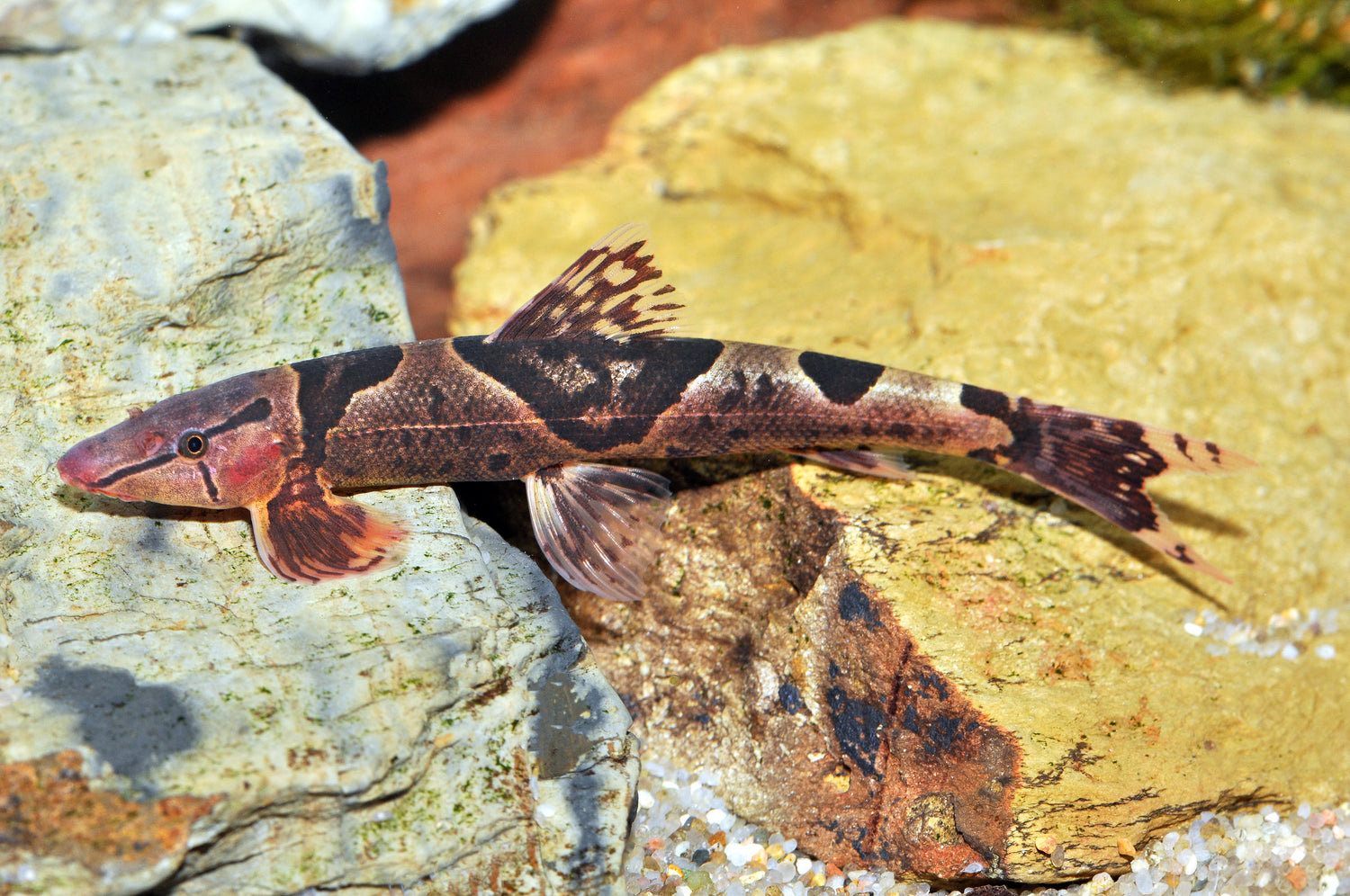 Sattelfleckschmerle – Dähne Aquaristik