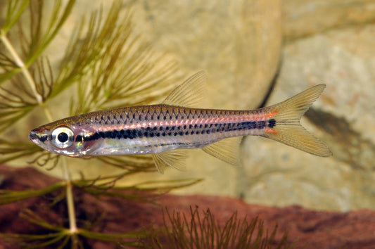 Doppelstrich-Rasbora