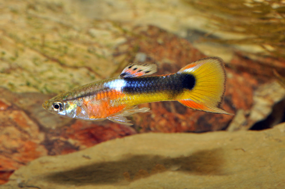 Endlerguppy „Red Chest Saddleback“