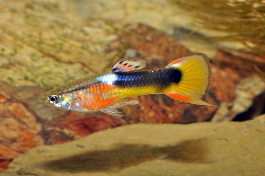 Endlerguppy „Red Chest Saddleback“