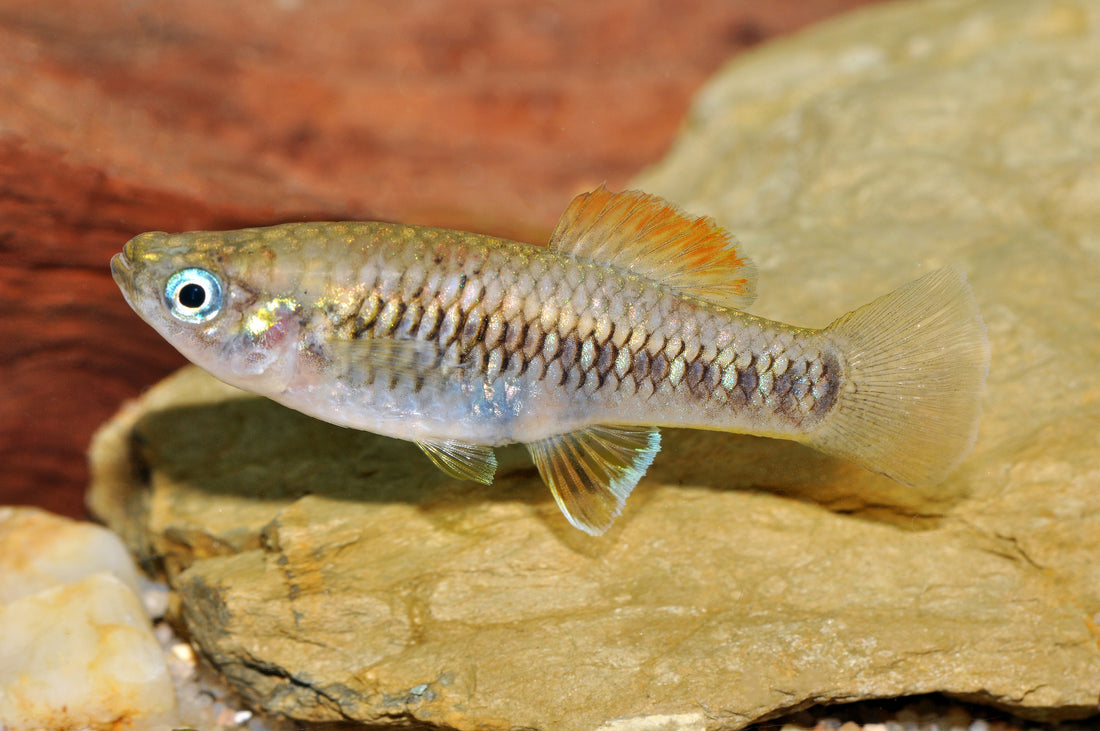 Rosenkärpfling Dähne Aquaristik