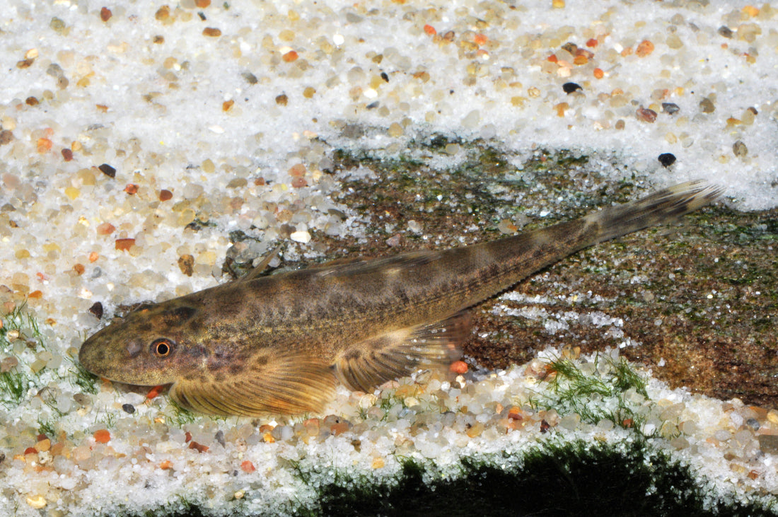 Augenfleck-Flossensauger