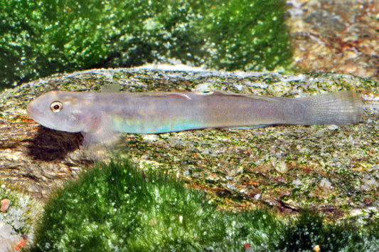 Blaubauch-Klettergrundel