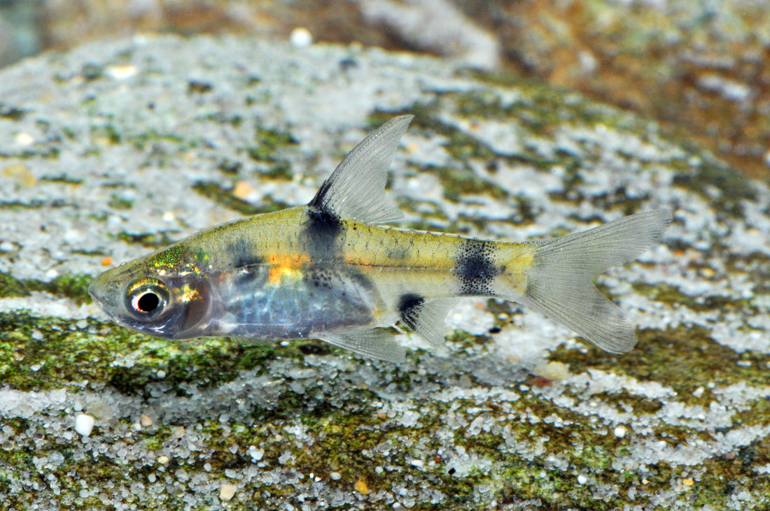 Indische Fleckenbarbe