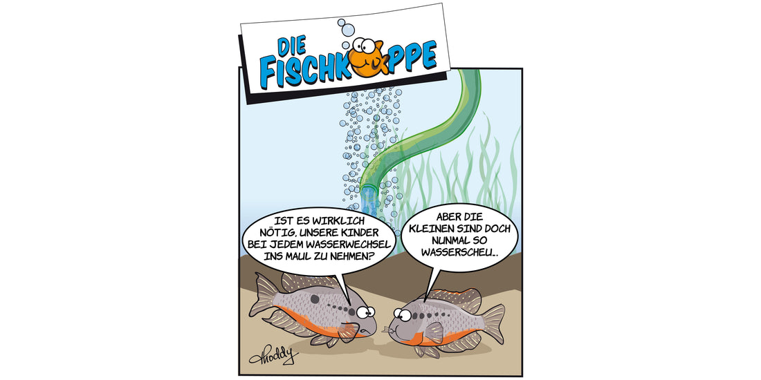 Die Fischköppe aus aquaristik 2/2021