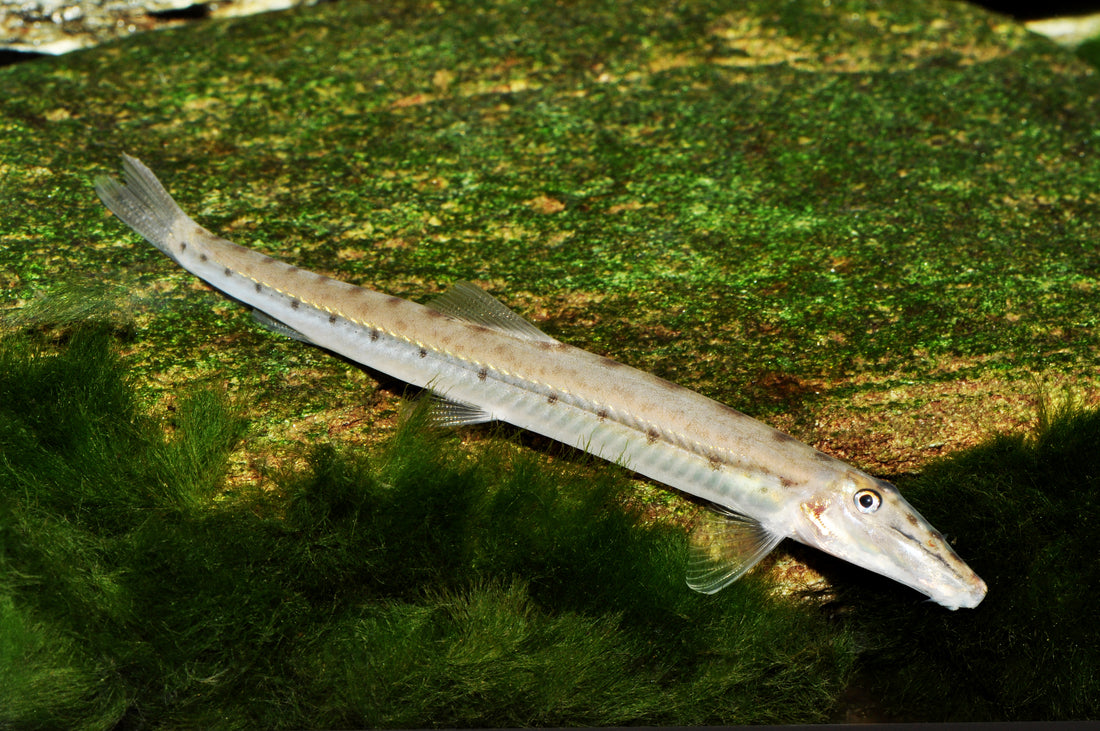 Schlanke Pferdekopfschmerle