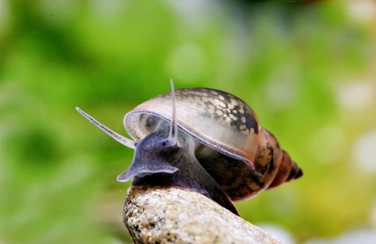 Aquarienschnecken und andere Wirbellose