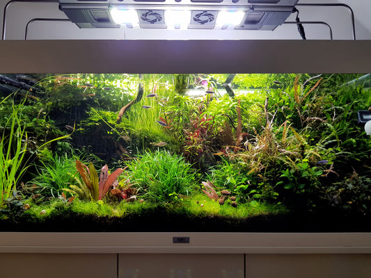 Leser-Aquarium Juli 2021