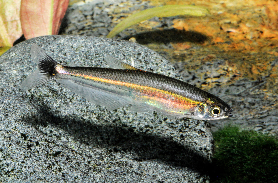 Eidechsensalmler