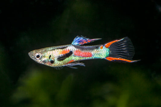 Der zweite Guppy