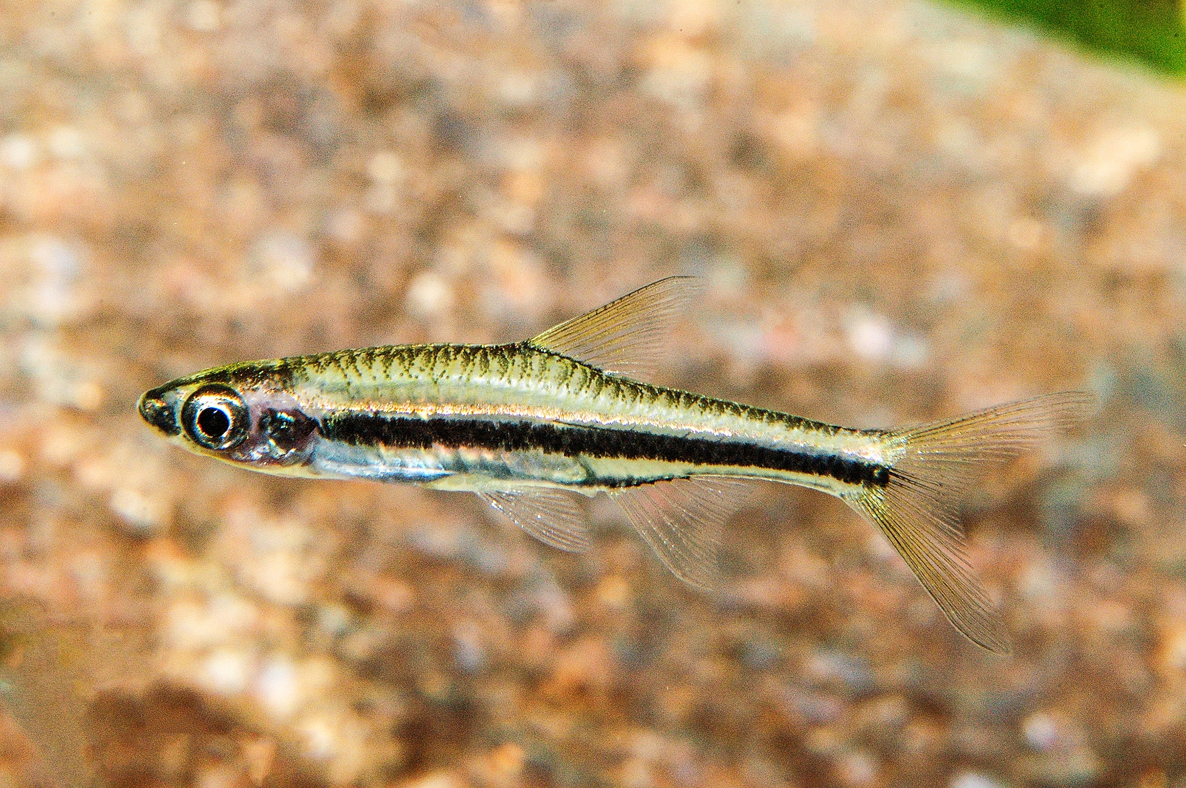 Goldstreifen-Bärbling/Zierlicher Bärbling – Dähne Aquaristik