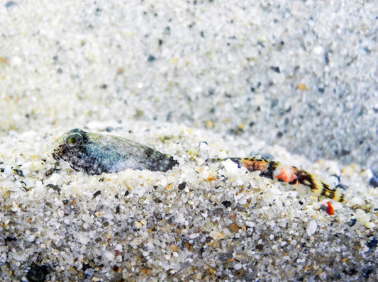 Zwergdrachengrundeln graben sich gern ein