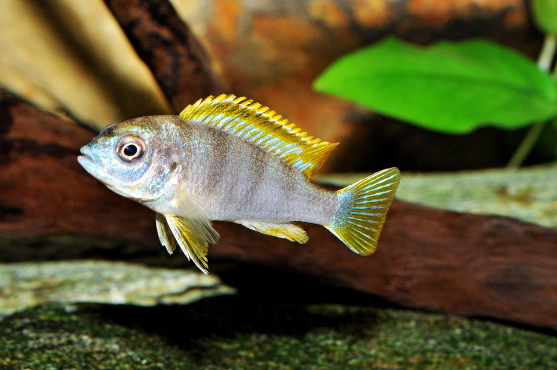 Perlmutt-Labidochromis