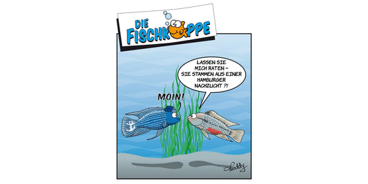 Die Fischköppe aus aquaristik 2/2022