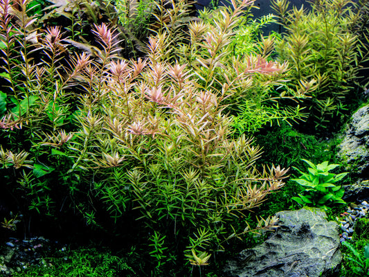 Aquarienpflanzen richtig pflegen