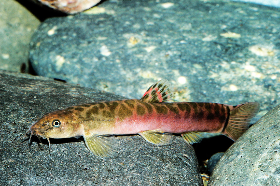 Purpur-Bachschmerle